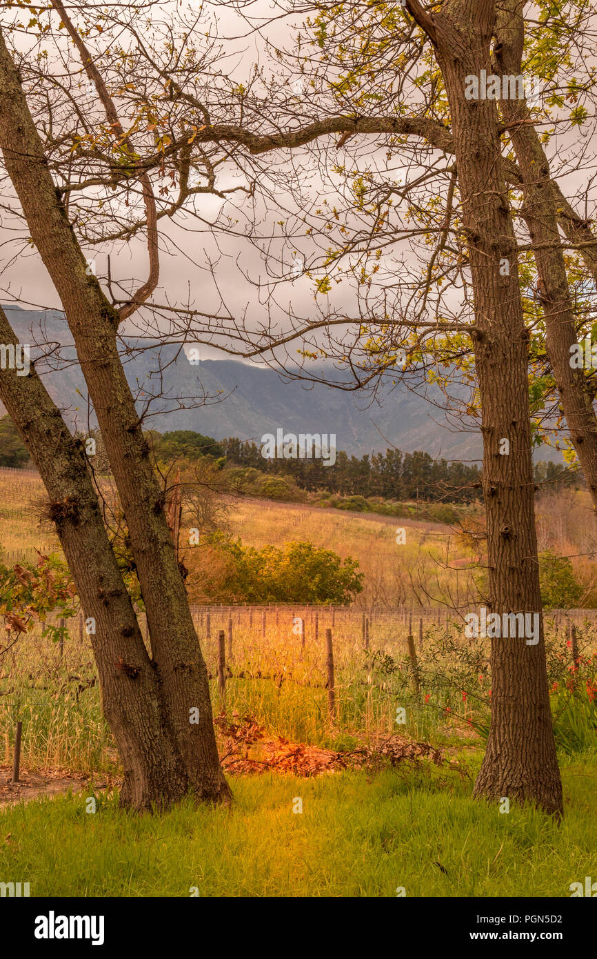 Un lugar tranquilo sobre los viñedos durante algún tiempo me imagen en formato vertical Foto de stock