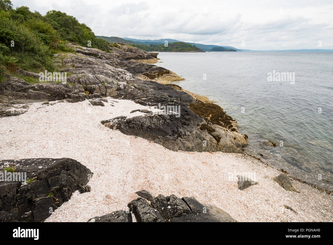 Shell Beach, Tarbert, Loch Fyne, Escocia - hecha de conchas de almejas y vieiras roto Foto de stock