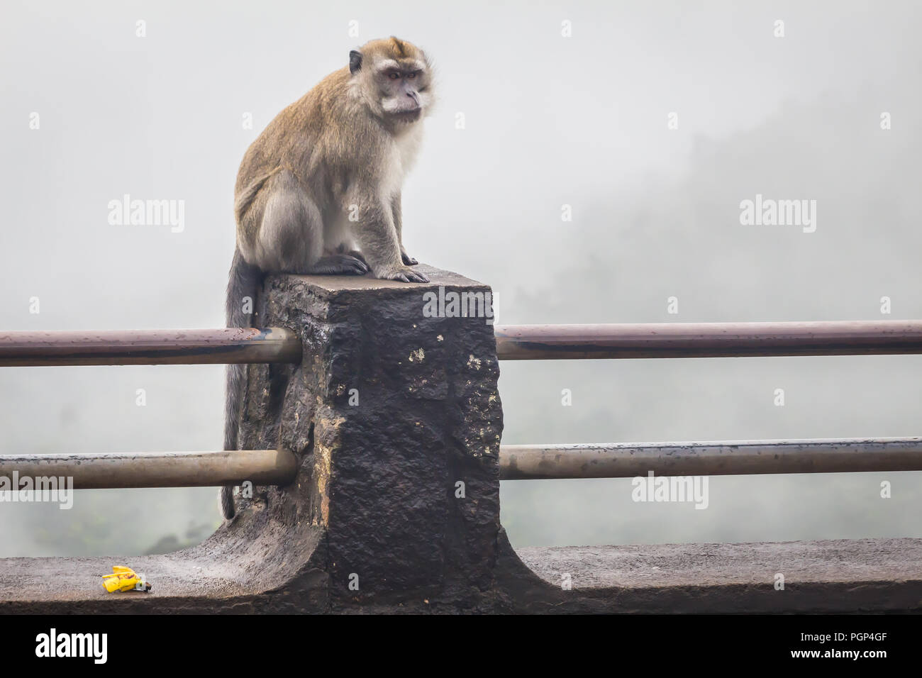 Monos en las gargantas de Viewpoint. Parque Nacional Black River Gorges. Mauricio. Foto de stock