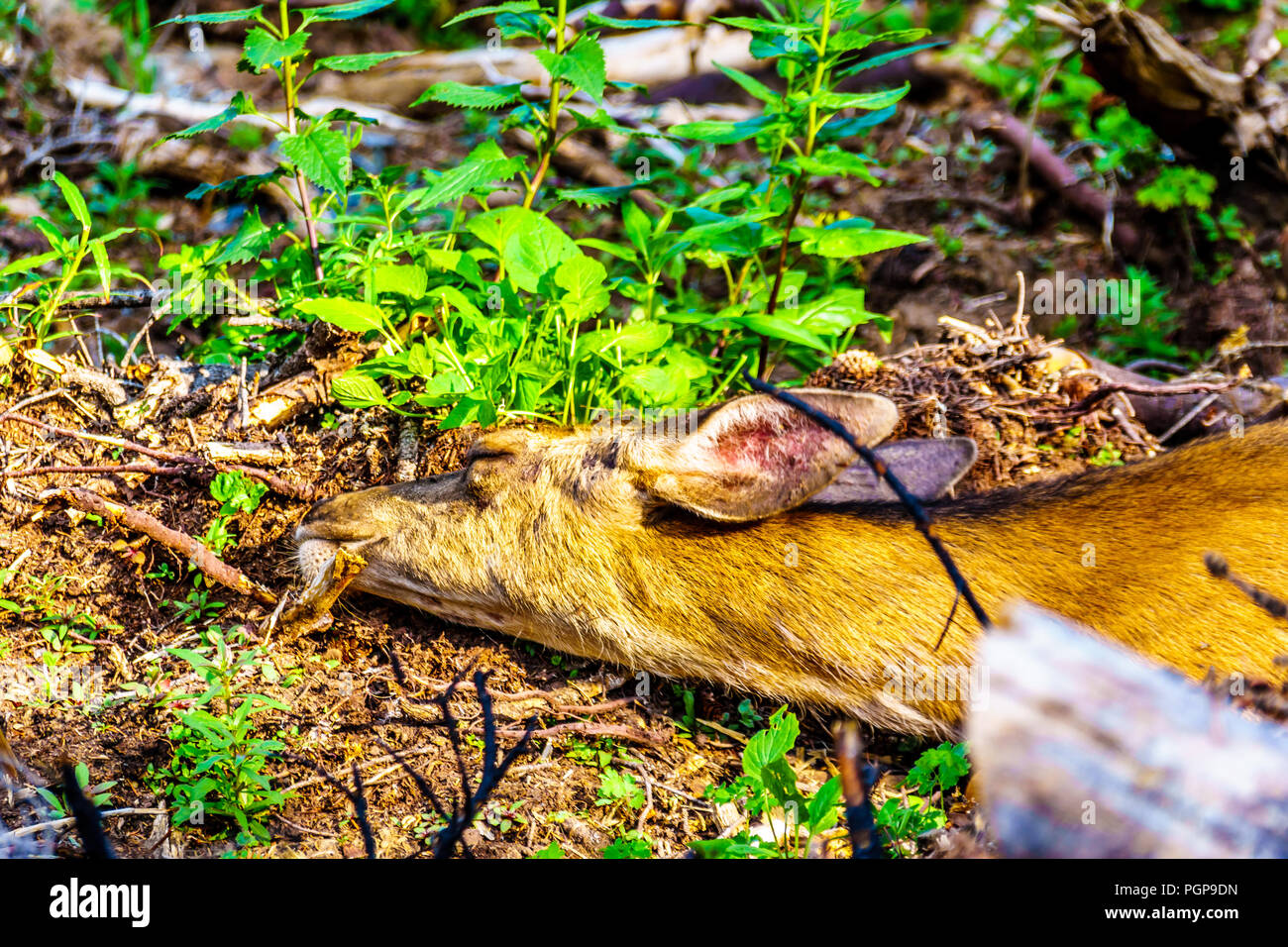 Cerca de la cabeza de un venado de cola negra durmiendo en la arena fresca en un día caluroso en Tod Mountain en las tierras altas de la Shuswap Okanagan Central A.C. Foto de stock