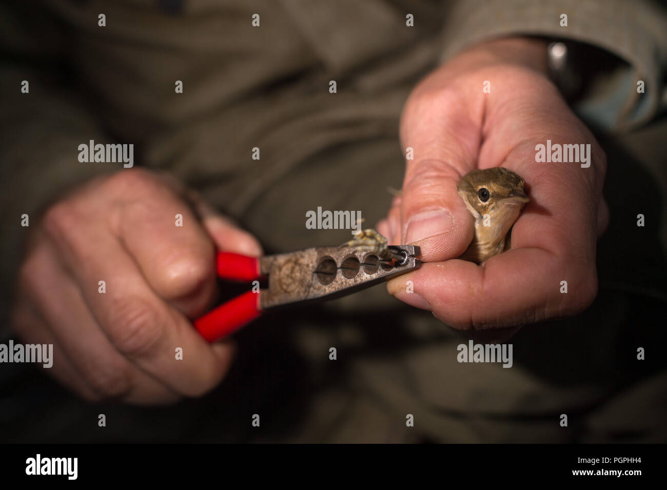 26 de agosto de 2018, Alemania: El ornitólogo Ingolf Mennewitz Todte cierra  un anillo con una pinza alrededor de los pies de un junco cerúlea que ha  capturado en la lámina en