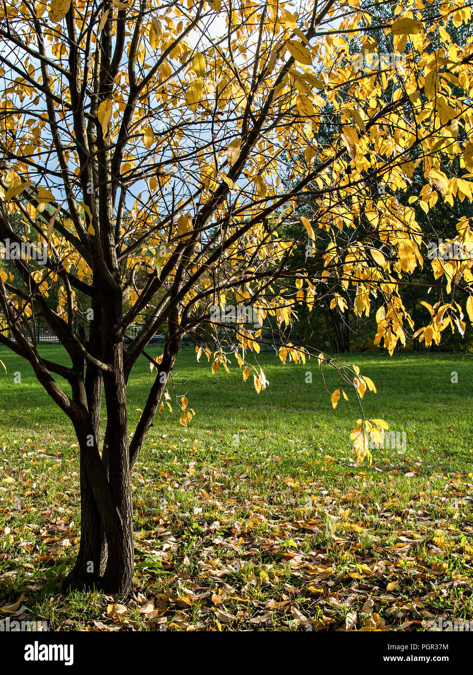 Los árboles con hojas amarillas caen durante la caída de las hojas de un  verde claro rodeado por hojas caídas brillantemente iluminada por el sol de  otoño en octubre y Septiembre Fotografía