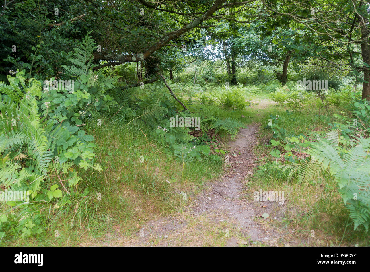 Escena de bosque en verano, Dorset, Reino Unido Foto de stock