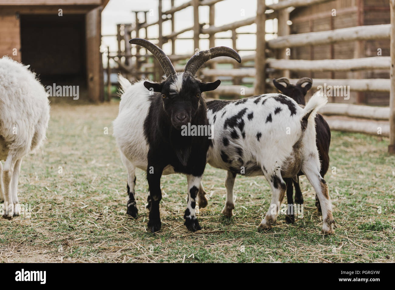 El pastoreo de ovejas adultas con su cencerro colgando de su cuello  Fotografía de stock - Alamy