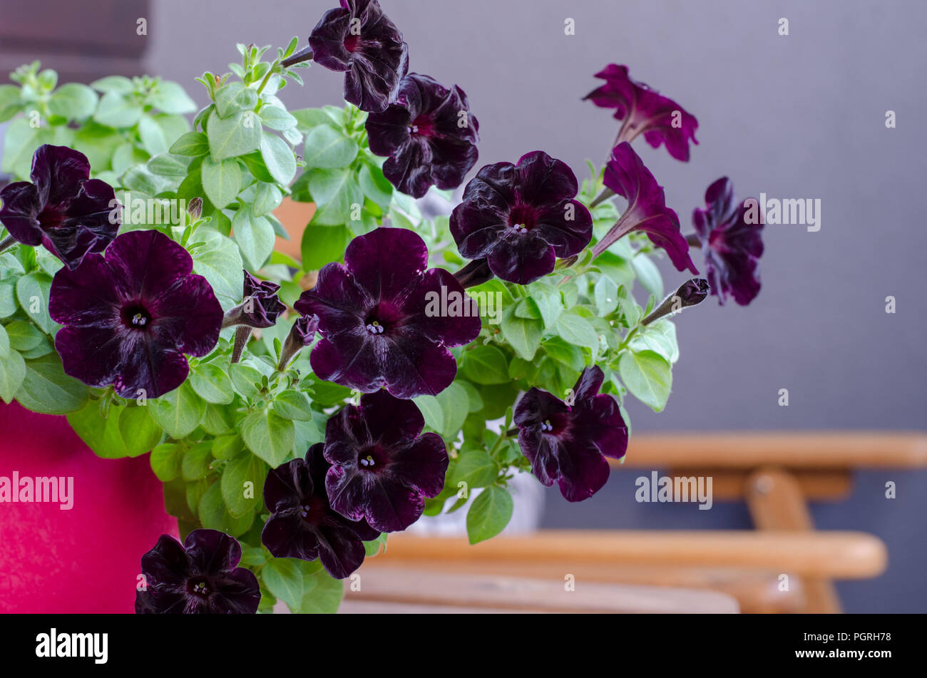 Planta de terciopelo blanco fotografías e imágenes de alta resolución - Página 8 - Alamy Planta de terciopelo blanco fotografías e imágenes de alta resolución - Página 8 - Alamy