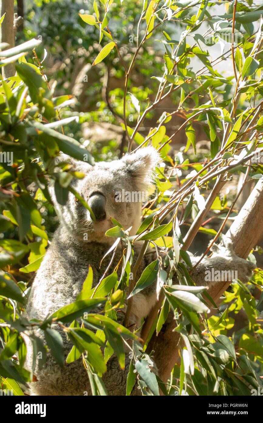 Los koalas en eucalipto Foto de stock