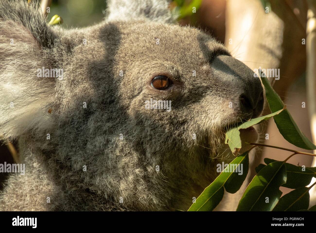Los koalas en eucalipto Foto de stock