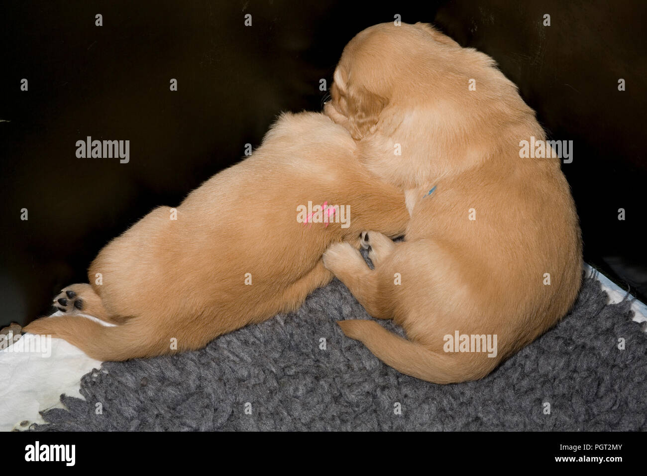 Dos golden retrievers cachorros acurrucada junto en la esquina del cuadro whelping Foto de stock