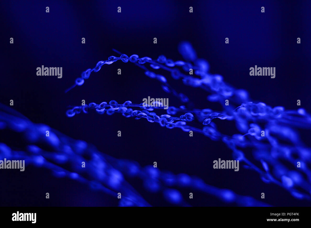 Plantas de fluorescencia con luz azul neón Fotografía de stock - Alamy