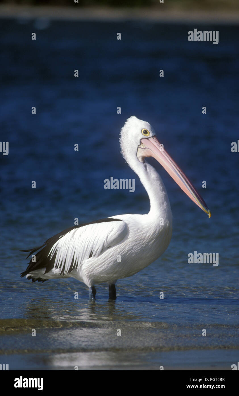 Pelícano australiano (PELECANUS CONSPICILLATUS) Shark Bay, en el oeste de Australia. Foto de stock