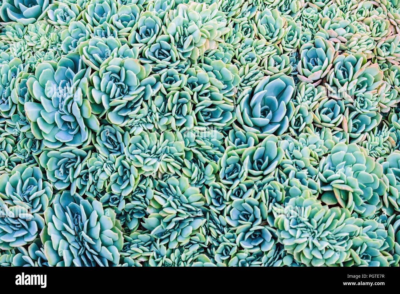 Un montón de pequeñas plantas suculentas Graptopetalum regordeta con pétalos son de color azul, verde y naranja Foto de stock