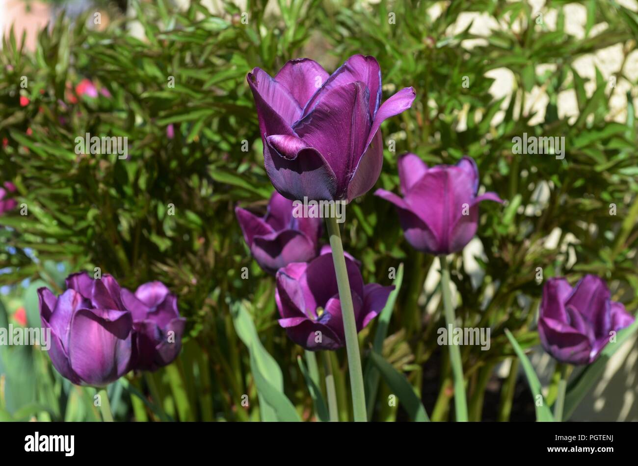 Tulipanes púrpura en un jardín verde en primavera Foto de stock