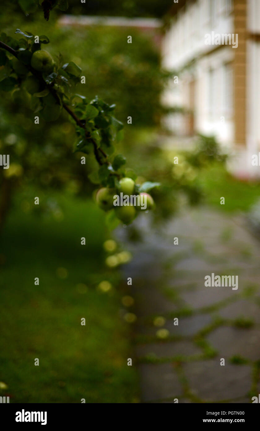 Apple con ramas de árbol lleno de manzanas por una cámara interna Foto de stock