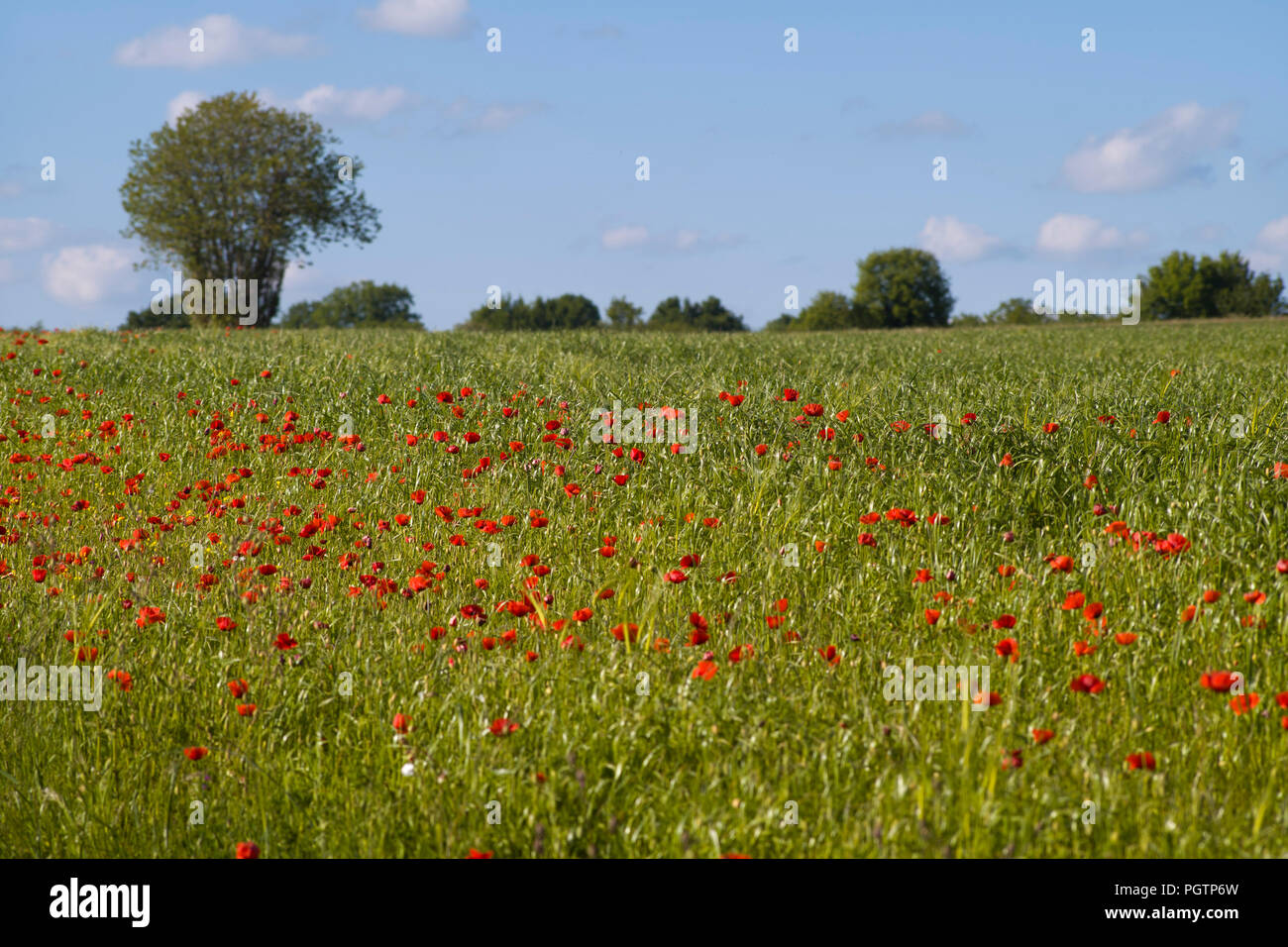 Amapolas creciendo en un campo cerca de Lexos, parte de la comuna de Varen, Tarn et Garonne, Occitanie, Francia en primavera Foto de stock