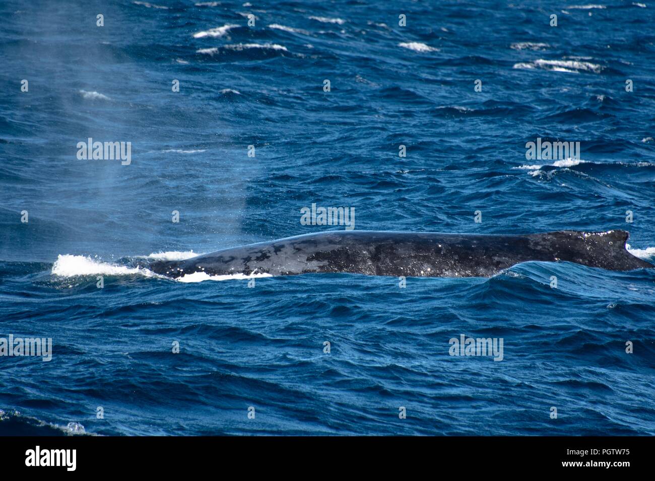 Sydney, Australia, observación de ballenas Foto de stock