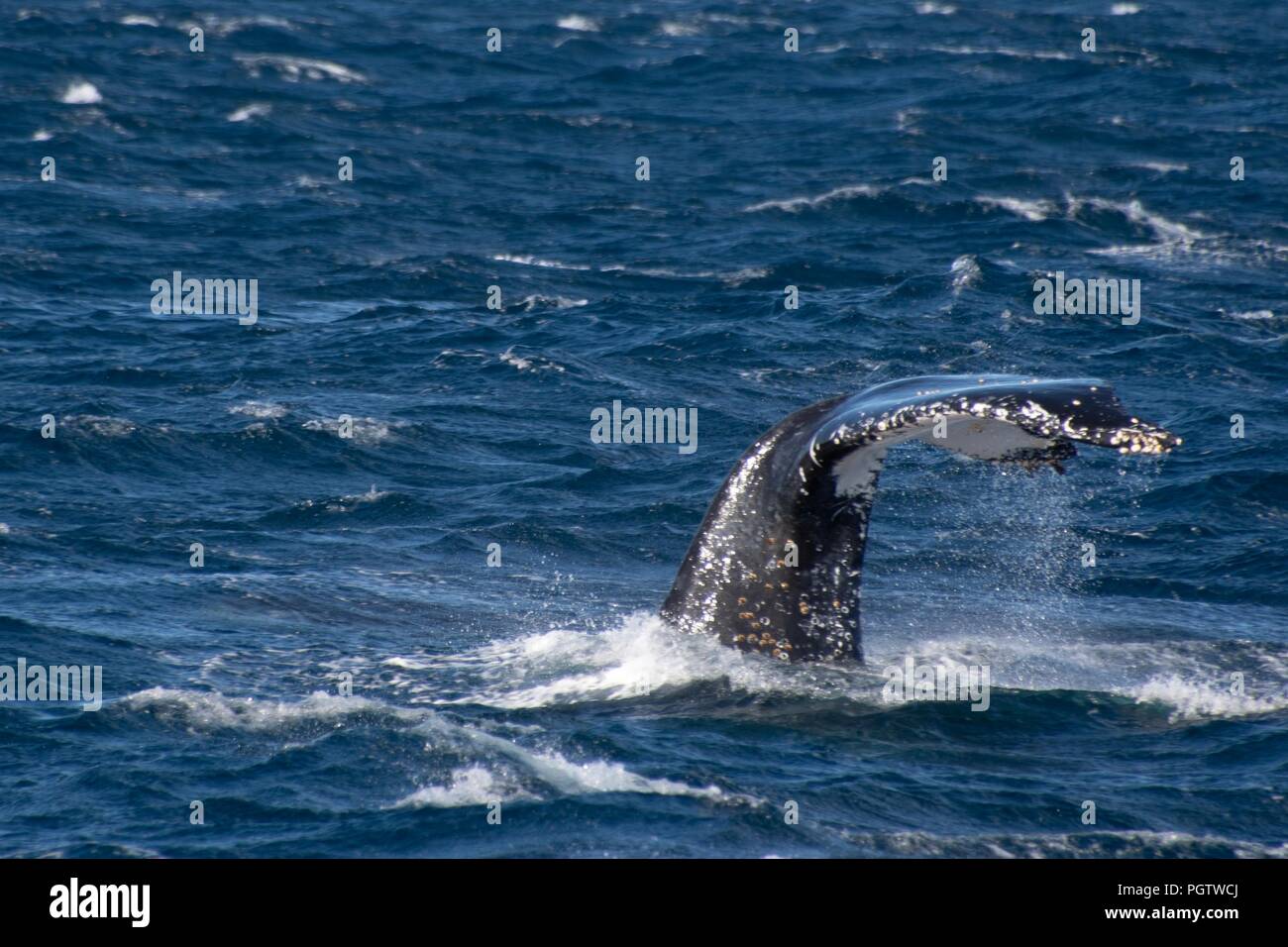 Sydney, Australia, observación de ballenas Foto de stock