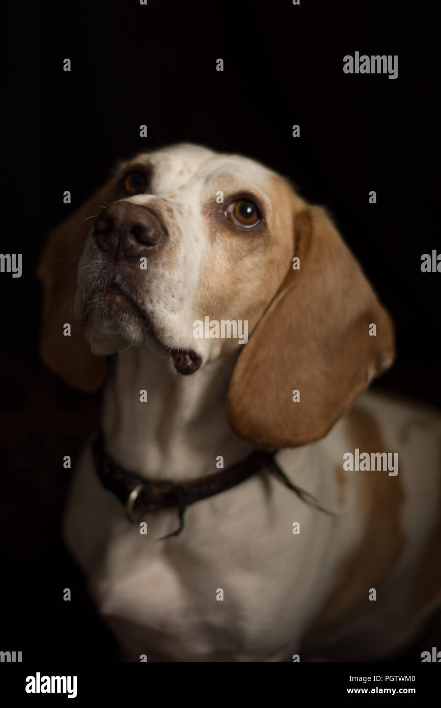 Perro blanco y marrón claro con orejas, mirando hacia arriba con fondo negro Foto de stock