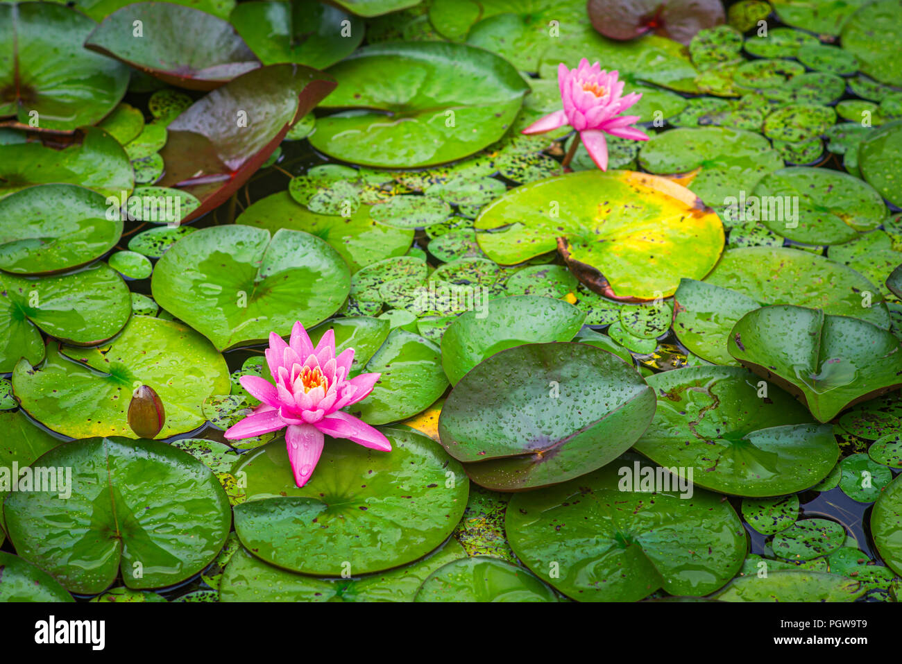 Rosa Flores de nenúfares en flor en Plum Orchard Lake en West Virginia. Foto de stock