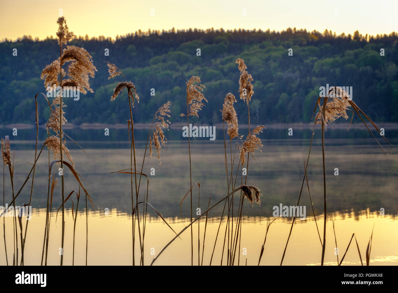 Reed en el sol de la mañana en el lago Tachinger Ver, Rupertiwinkel, Chiemgau, Alta Baviera, Baviera, Alemania Foto de stock
