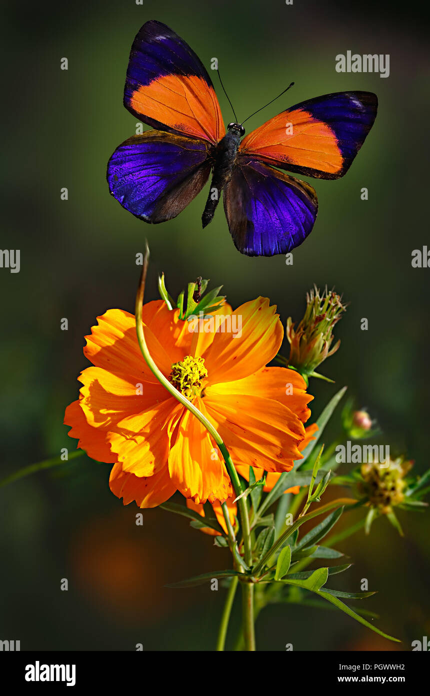Las mariposas iridiscentes gloria punteadas o Asterope markii, familia Nymphalidae, especies raras, sobrevolar doble flor cosmos naranja sobre verde oscuro atrás Foto de stock
