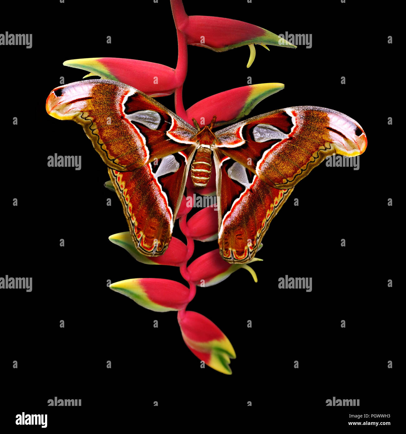 Atlas moth - Butterfly Attacus atlas en flor heliconia rostrate o ave del paraíso o colgar lobster claw aislado sobre fondo negro Foto de stock