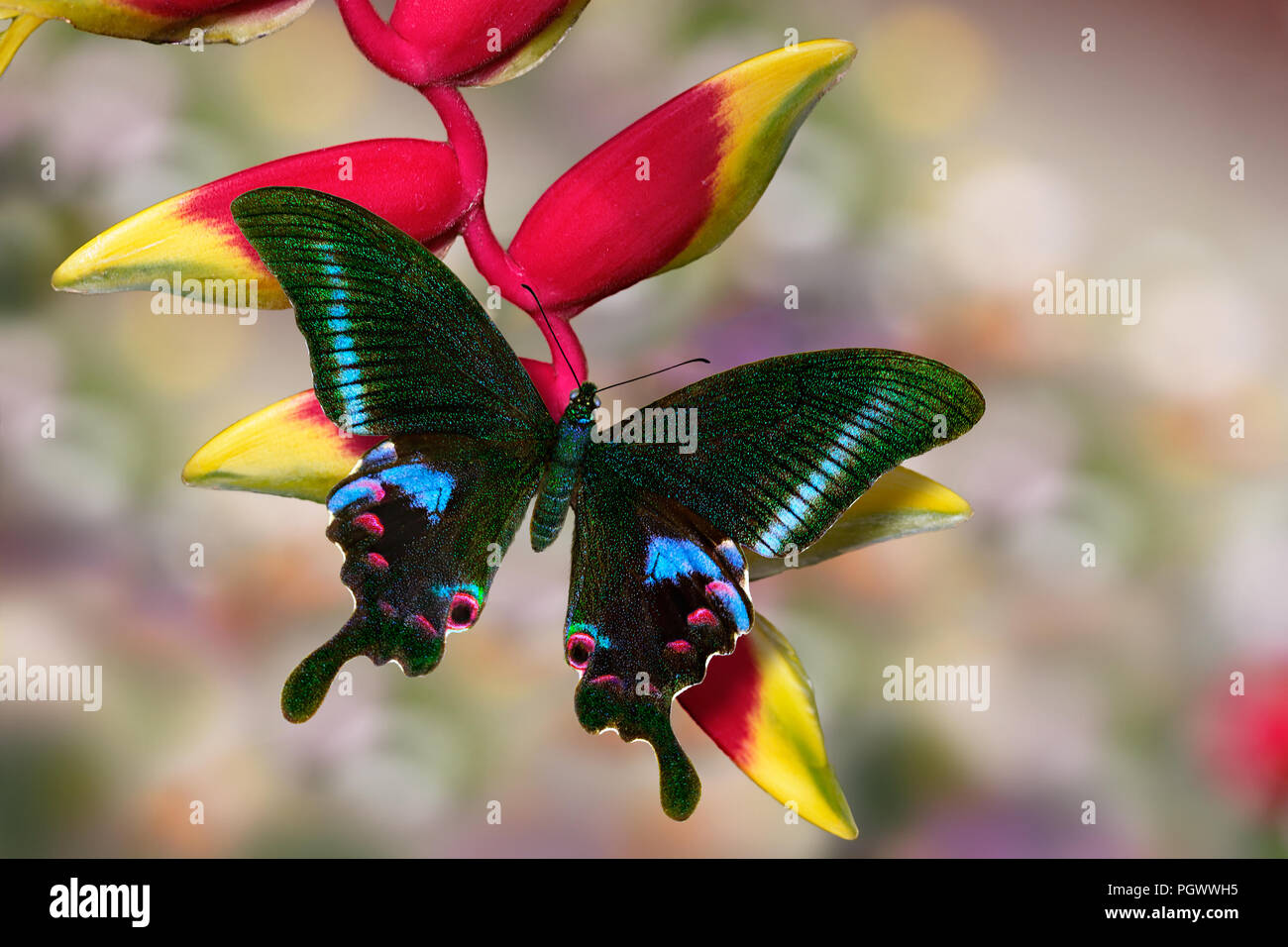 Mariposa brillante azul pavo real o Papilio Arcturus, Papilionidae familia, sobre la flor Heliconia rojo amarillo con coloridos bokeh de fondo borroso Foto de stock