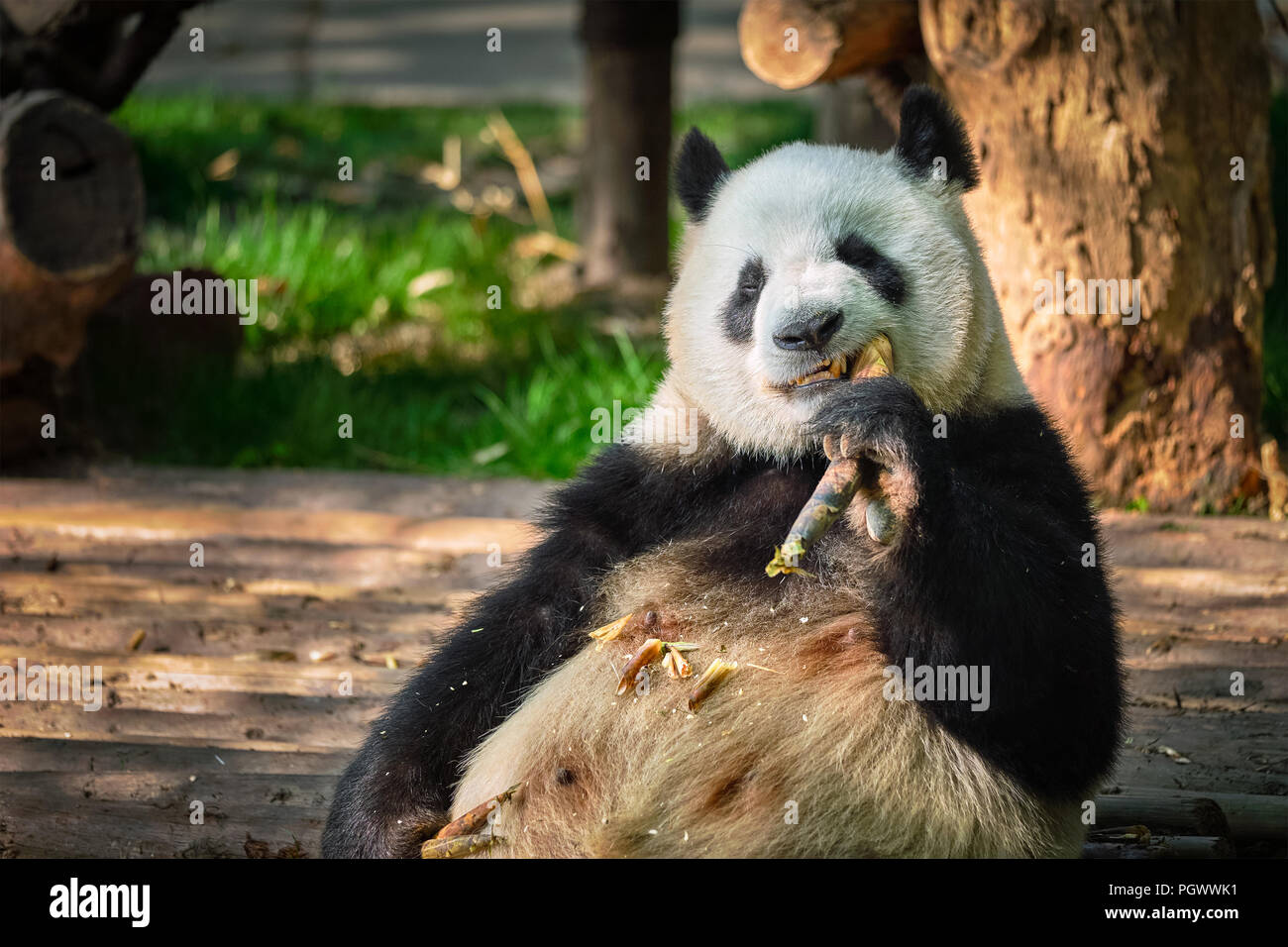Oso Panda gigante en China Foto de stock