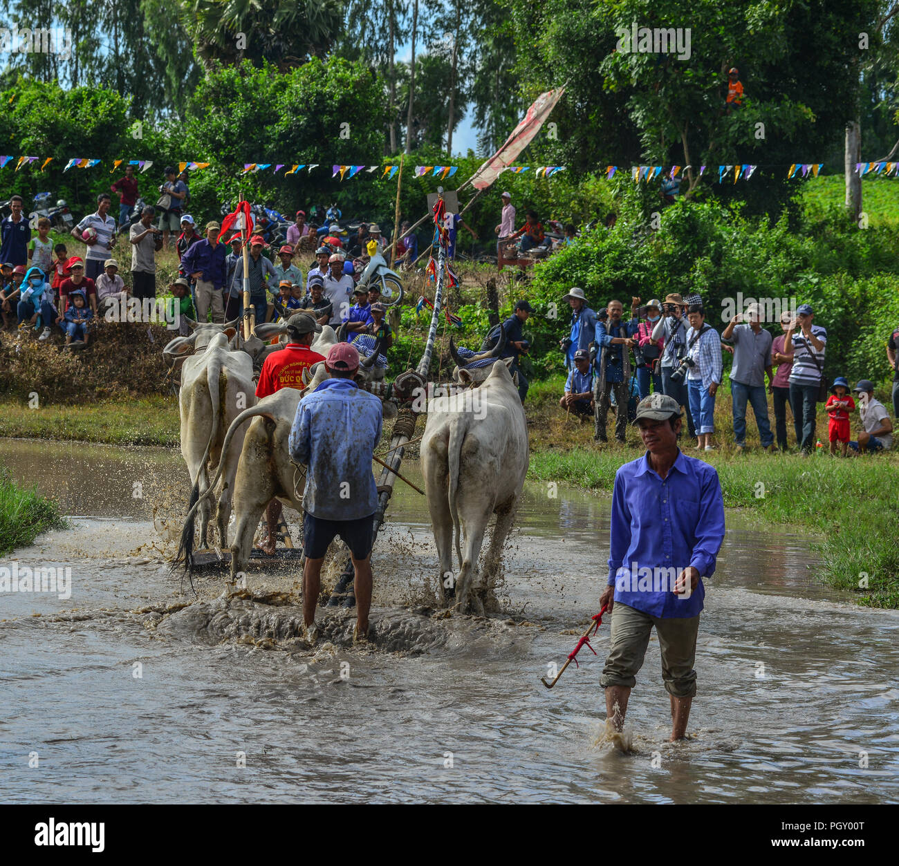 Chau Doc, Vietnam - 3 Sep, 2017. Las vacas (OX) Racing en campo de arroz en Chau Doc, Vietnam. El buey racing en Chau Doc tiene una tradición secular. Foto de stock