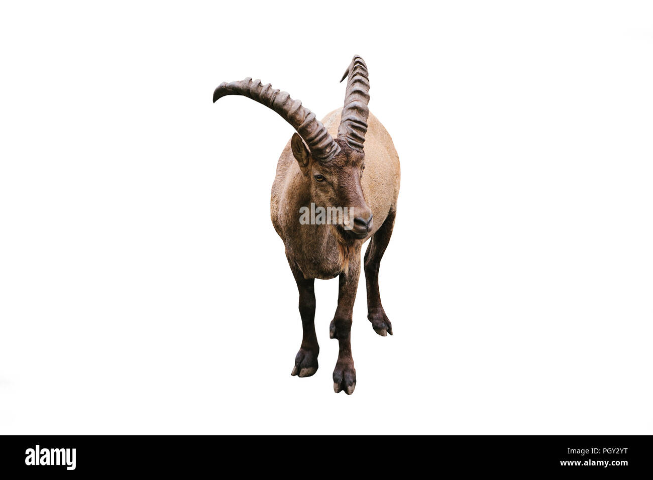 Caucasian cabra de montaña con grandes cuernos aislado sobre fondo blanco. Animal salvaje. Foto de stock