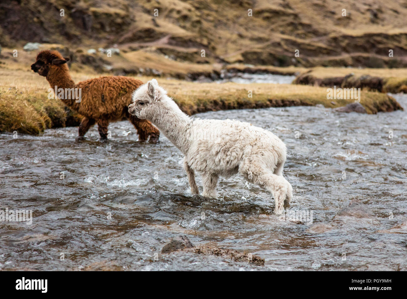 Los jóvenes Llamas atravesando un río cerca del pueblo quechua de Cancha Cancha en el valle de Lares, junto a Lares Trek, cerca de Machu Picchu, Perú Foto de stock