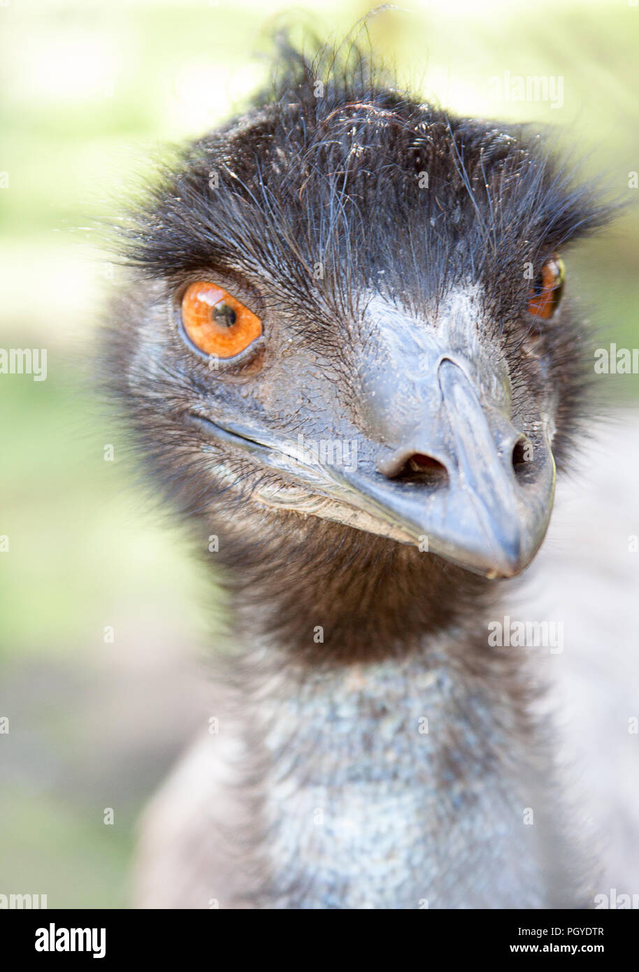 Close-up de la UEM (Dromaius novaehollandiae) con ojillos Foto de stock