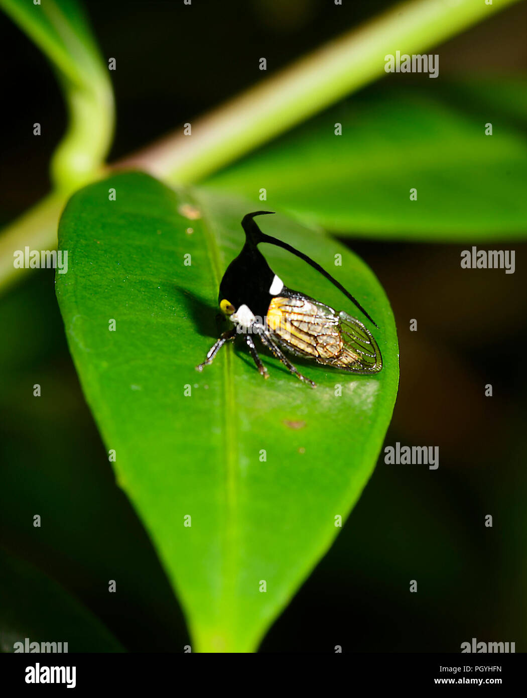 Horned Treehopper, Tabin, cerca de Lahad Datu, Borneo, Sabah, Malasia Foto de stock