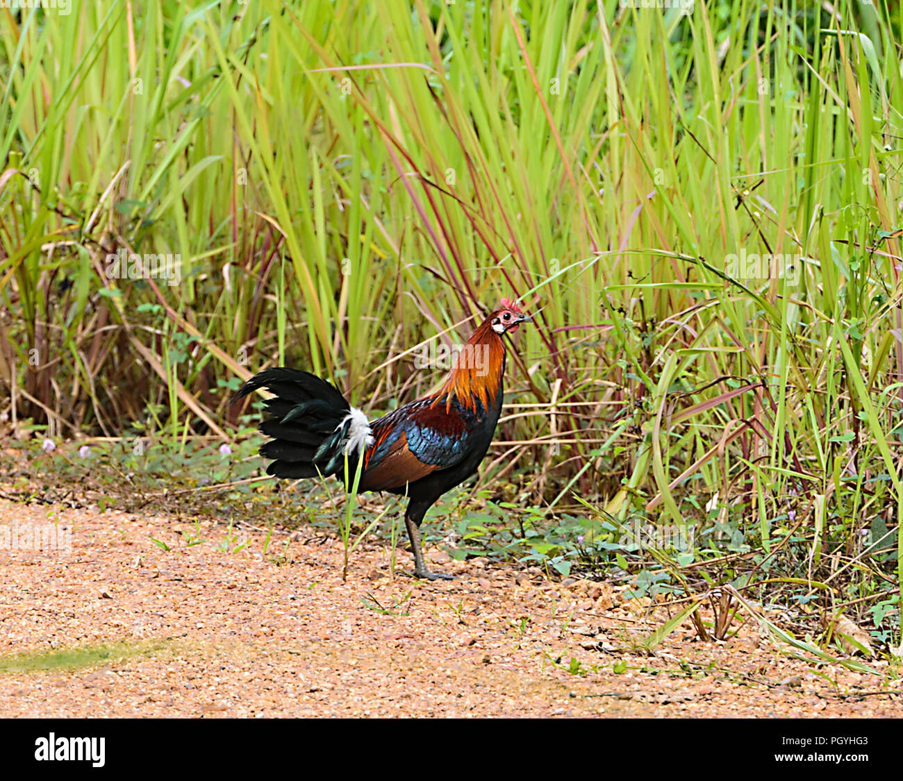 Junglefowl rojo salvaje (Gallus gallus), Tabin, cerca de Lahad Datu, Borneo, Sabah, Malasia Foto de stock