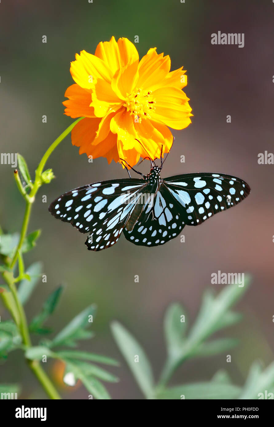 Tigre azul o mariposas Danaid Tirumala limniace colgando de un cosmos naranja flor. Foto de stock
