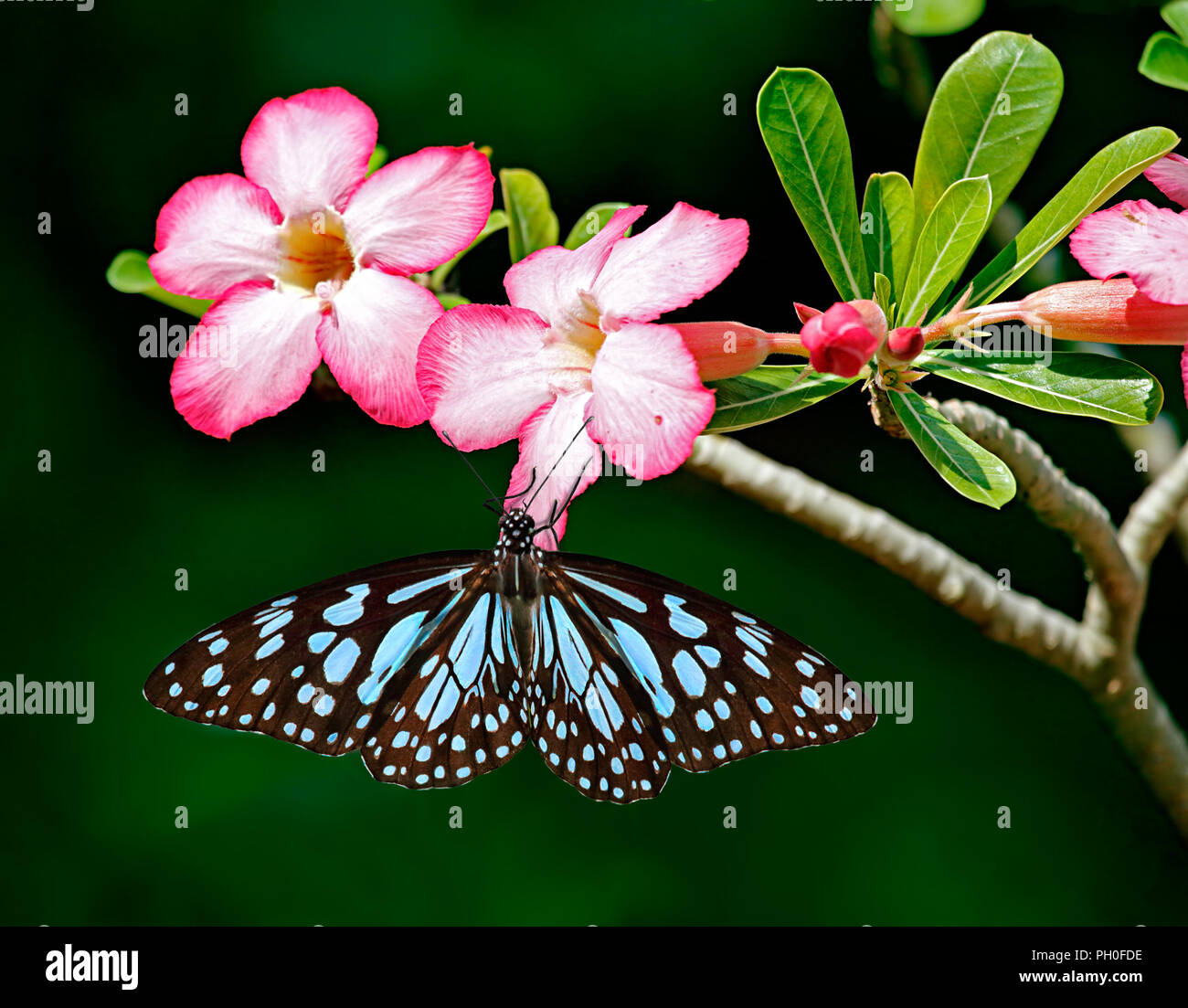 Tigre azul o mariposas Danaid Tirumala limniace sobre flores rosadas de Adenium Obesum o Sabi star o Desert Rose o simulacros de azalea con hojas verdes y da Foto de stock