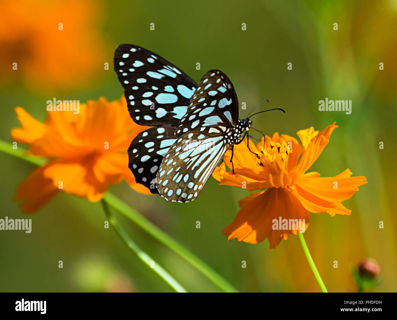 Tigre azul o mariposas Danaid limniace Tirumala en un cosmos naranja flor. Foto de stock