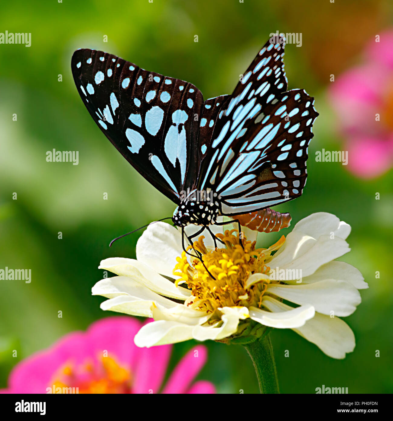 Tigre azul o mariposas Danaid Tirumala limniace sobre un blanco zinnia flor con fondo verde y flores de color rosa en el fondo Foto de stock