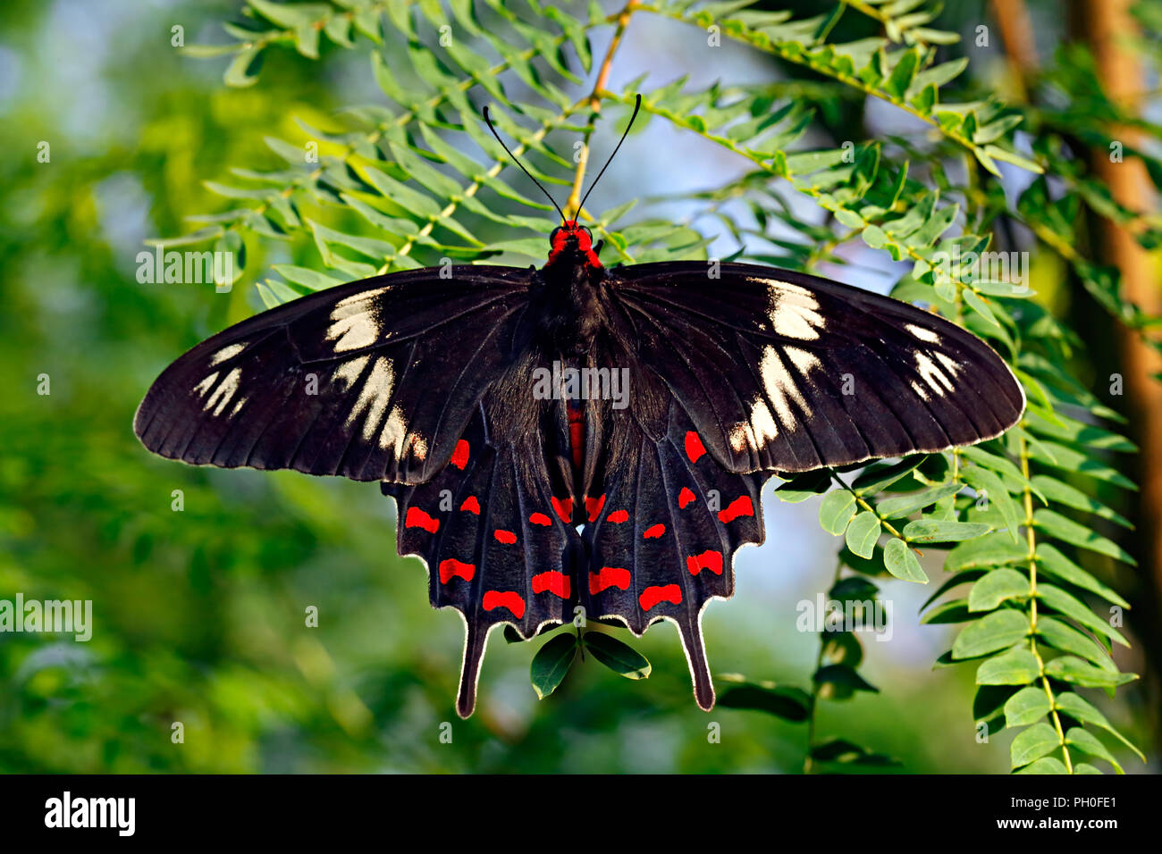 Mariposa Negra Rosa carmesí o Pachliopta hector entre hojas verdes sobre fondo de cielo y verde. La India. Foto de stock