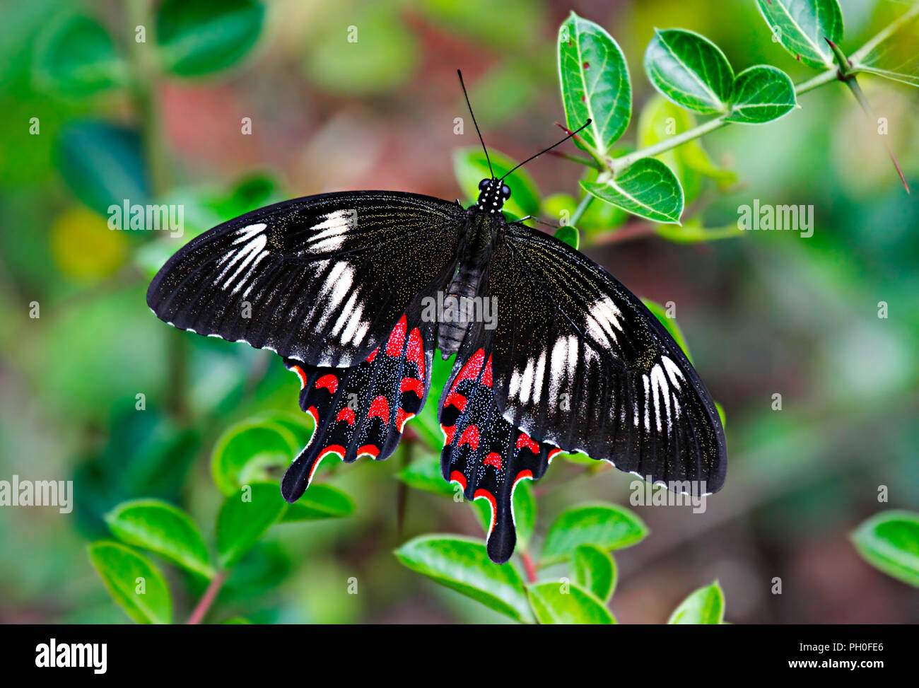 Mariposa Negra Pachliopta hector o Crimson Butterfly rosa sobre fondo verde. La India. Foto de stock