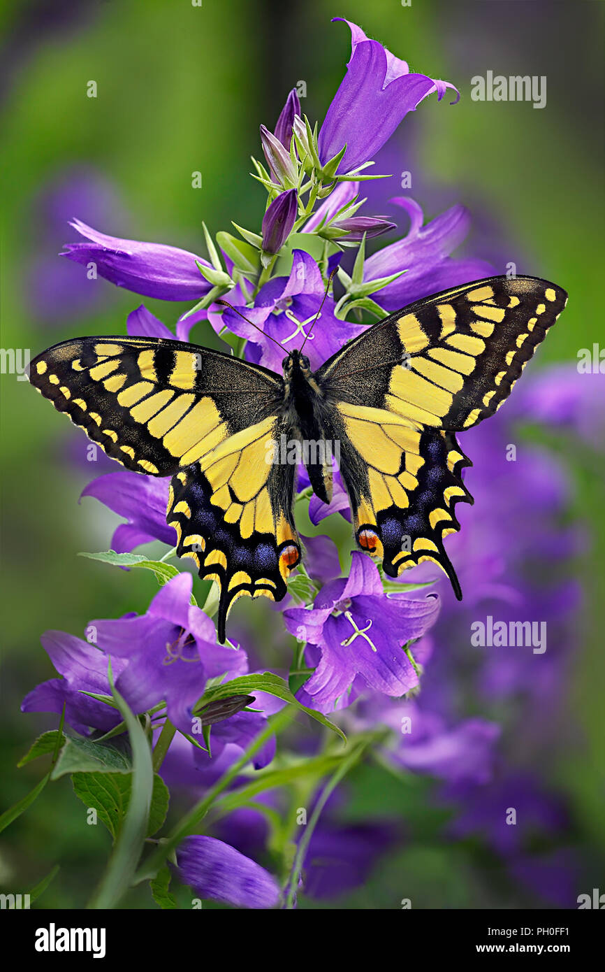 Papilio machaon o especie de mariposa amarilla en un cluster de Bellflower campanula o con fondo verde. Foto de stock