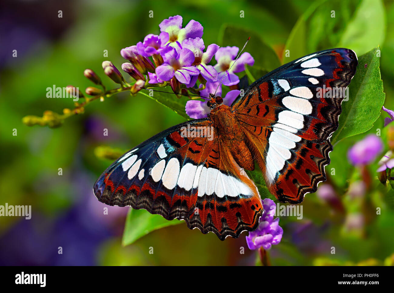 Mariposa naranja el comandante o Moduza Procris tal sobre flores púrpura de pigeon berry o Duranta erecta con fondo difuminado verde Foto de stock