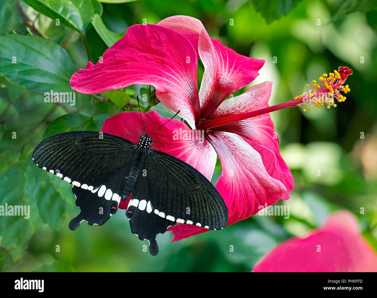 Mariposa Negra Papilio polytes romulus o indio, el Mormón común Papilionidae familia, sobre una flor rosa Hibiscus rosa-sinensis. Foto de stock