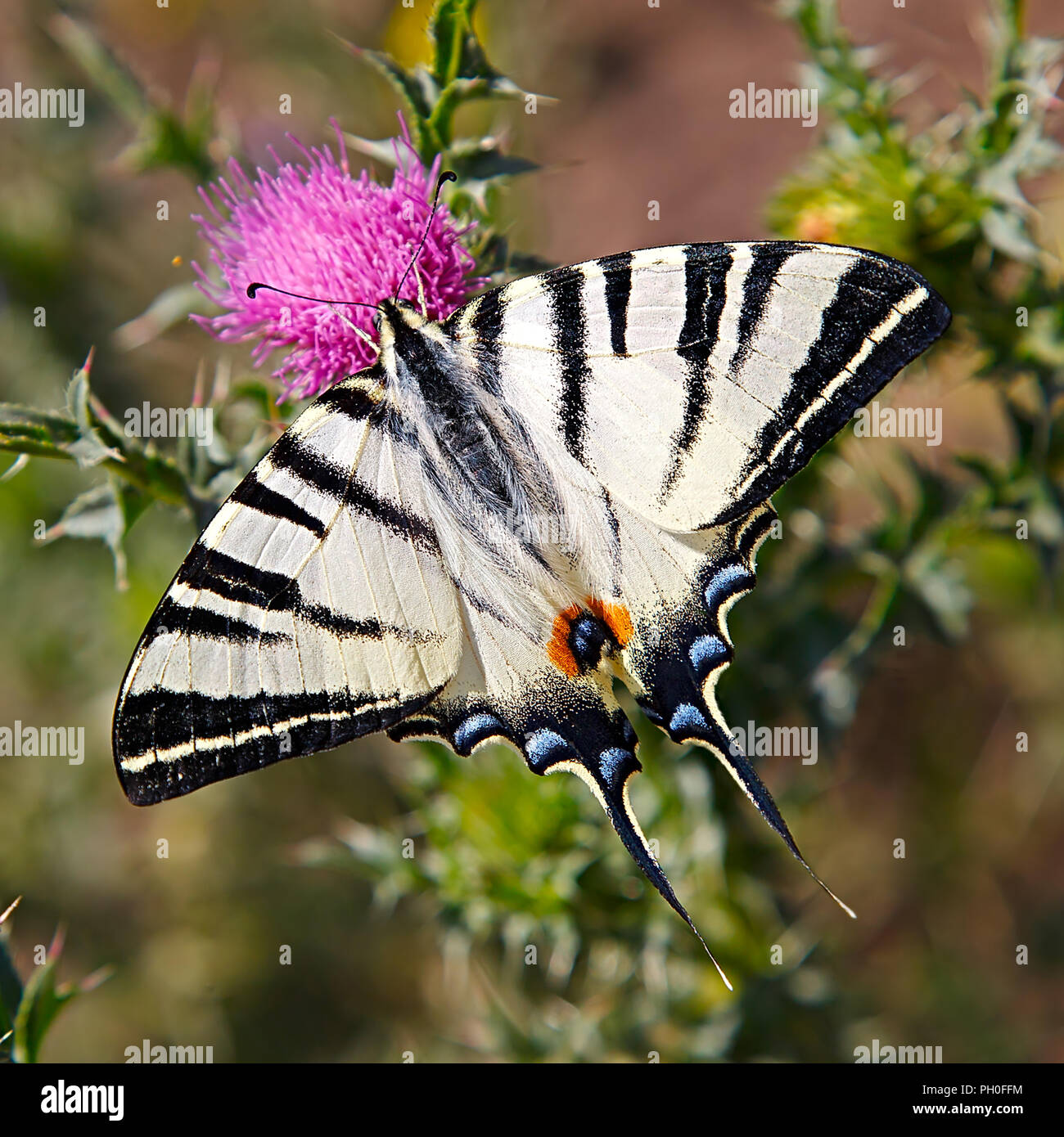 Papilio podalirius Iphiclides podalirius o escasa especie mariposa sobre una flor morada. Foto de stock