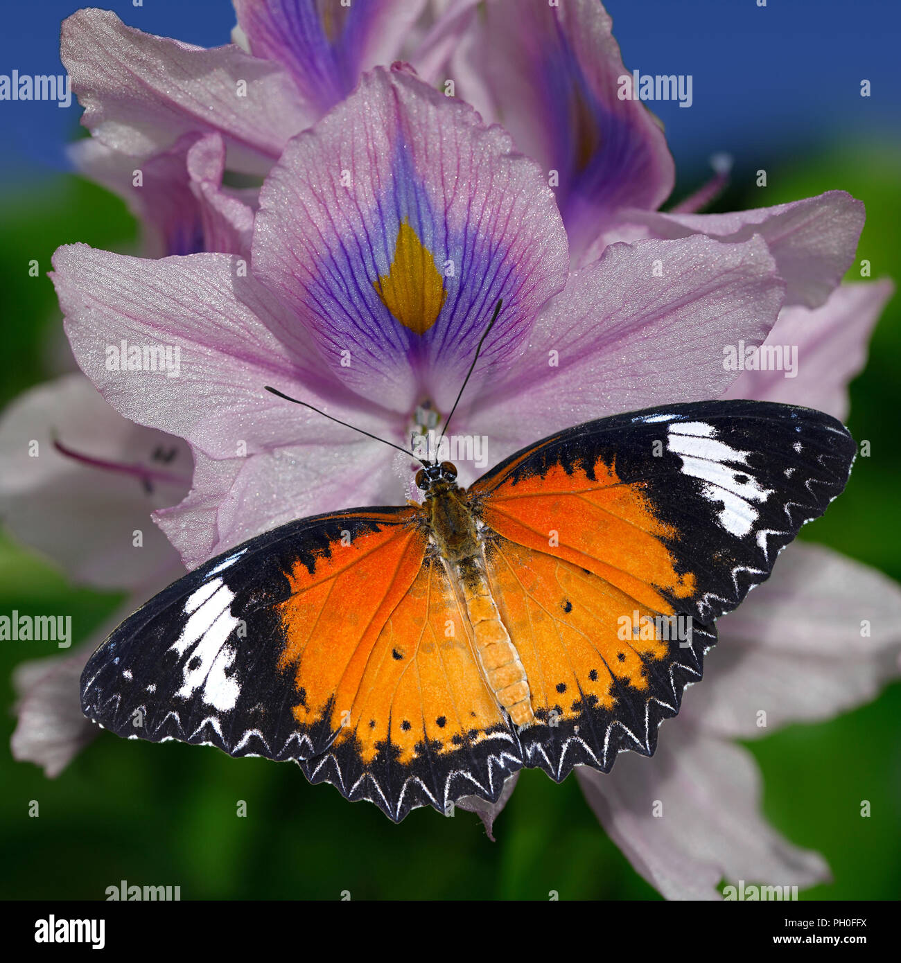 Naranja rojo mariposa Cethosia biblis Lacewing o sobre un violeta o jacinto de agua Eichhornia crassipes flor Foto de stock