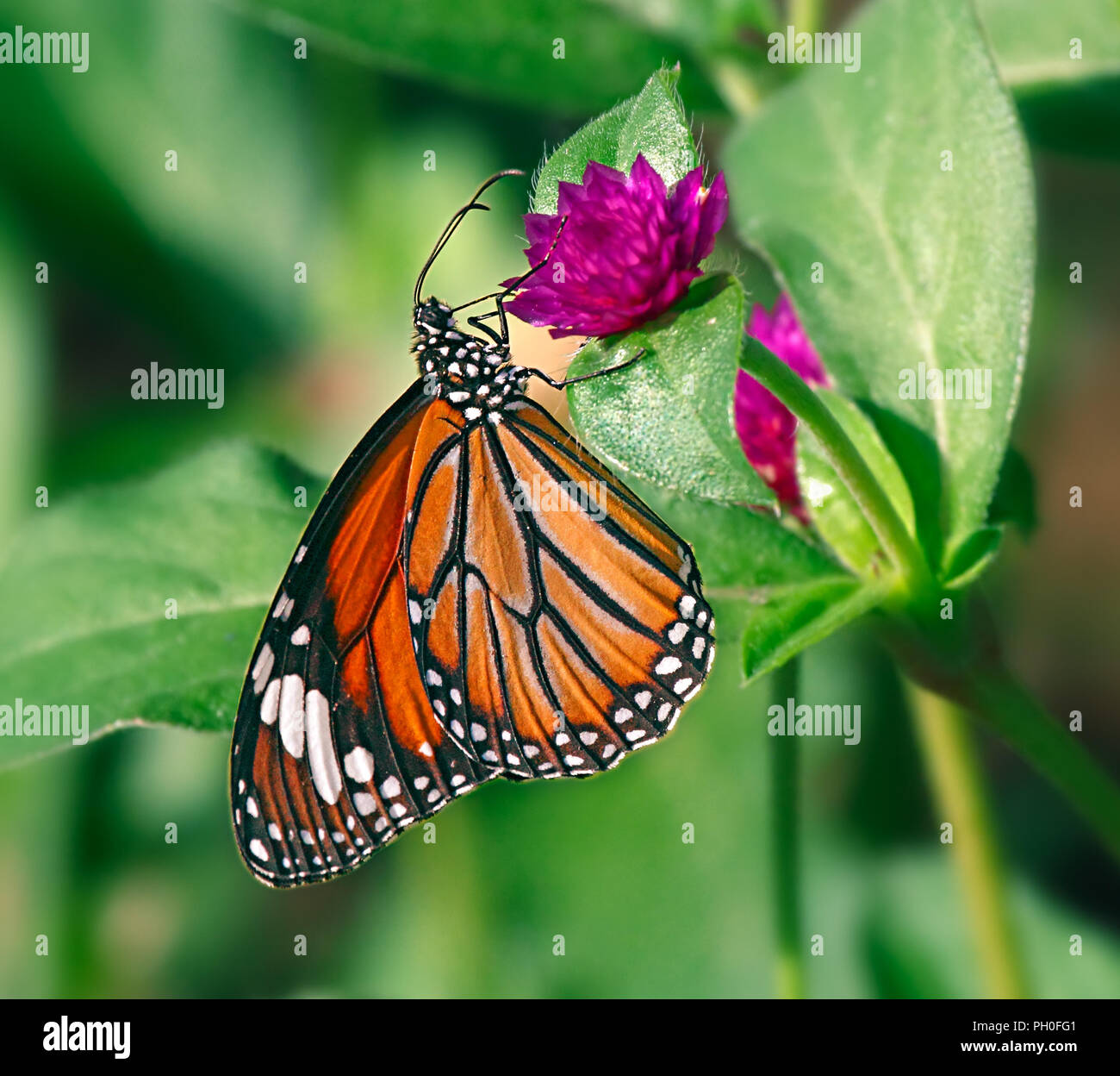 Danaus genutia u oriental tigre de rayas naranja mariposa sobre una flor morada de gomphrena globosa o mundo común el amaranto. Foto de stock