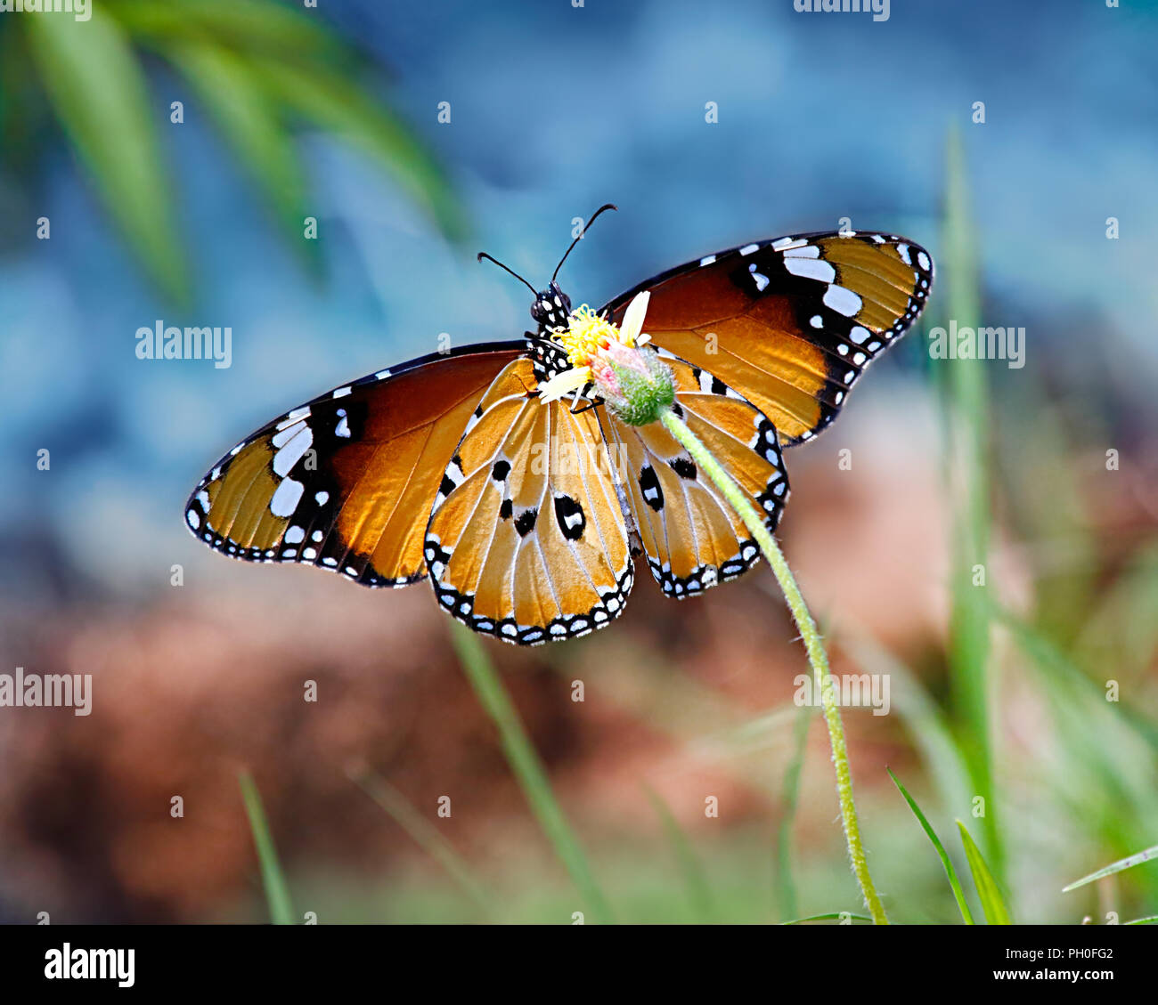Mariposa Tigre llanura Oriental o africana o monarca Danaus chrysippus con fondo de cielo azul y rojo tierra antecedentes en una flor amarilla. Foto de stock