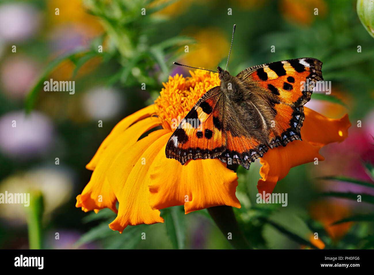 Una hermosa mariposa naranja small tortoiseshell o Aglais urticae en una flor amarilla en un jardín de flores en el día de verano. Foto de stock
