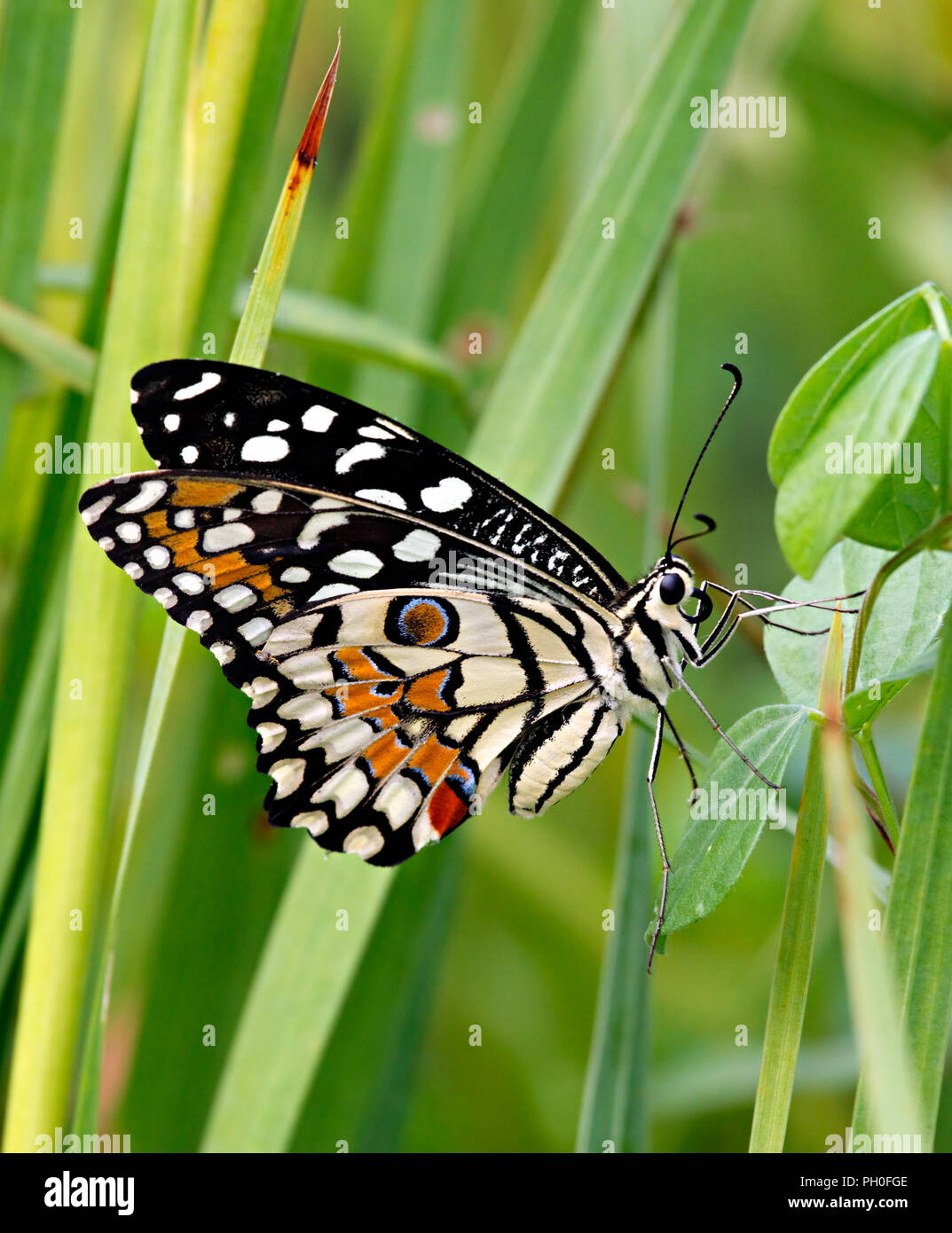 Papilio demoleus o cal butterfly en la hierba verde Foto de stock