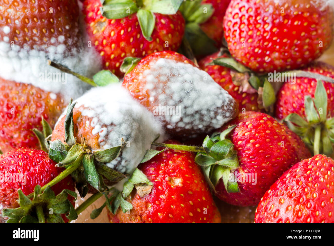 El moho gris sobre rojo maduro fresas frescas de la granja se encuentra en proceso de QC antes del envío para vender en el supermercado. Foto de stock