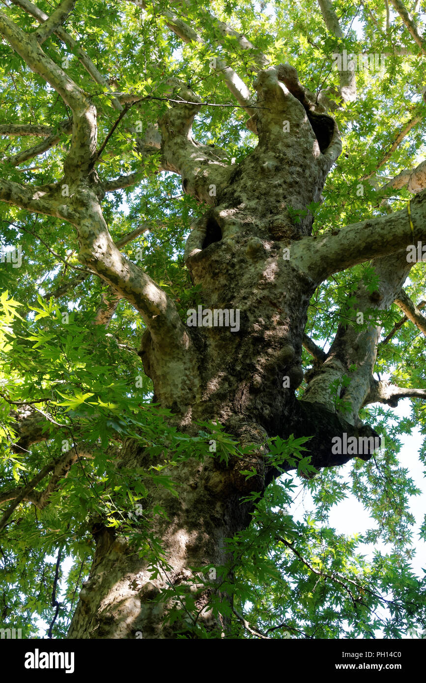 Platanus orientalis, el Viejo Mundo sicomoros, avión u Oriental, es un gran árbol caducifolio de la familia Platanaceae, creciendo hasta 30 m Foto de stock